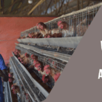 POULTRY FARM WORKERS JOB IN AUSTRALIA 2023