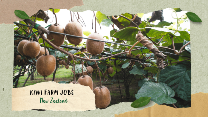 Kiwi Farm Jobs in New Zealand