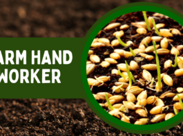 Farm Hand Worker Anco Seed and Turf Pty Ltd