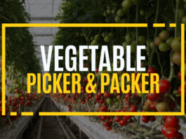 Vegetable Picker Packer Platinum Produce