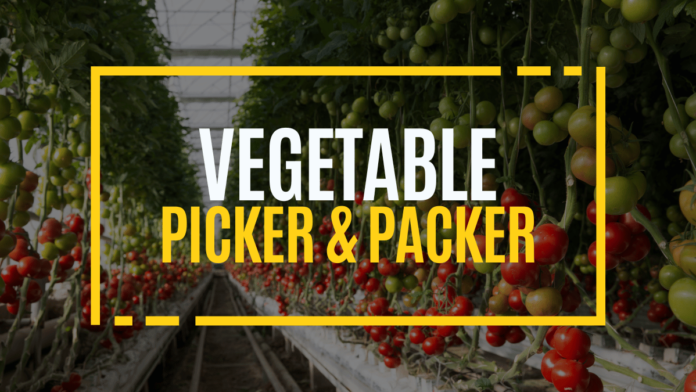Vegetable Picker Packer Platinum Produce